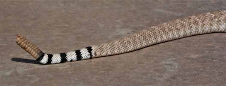 snake